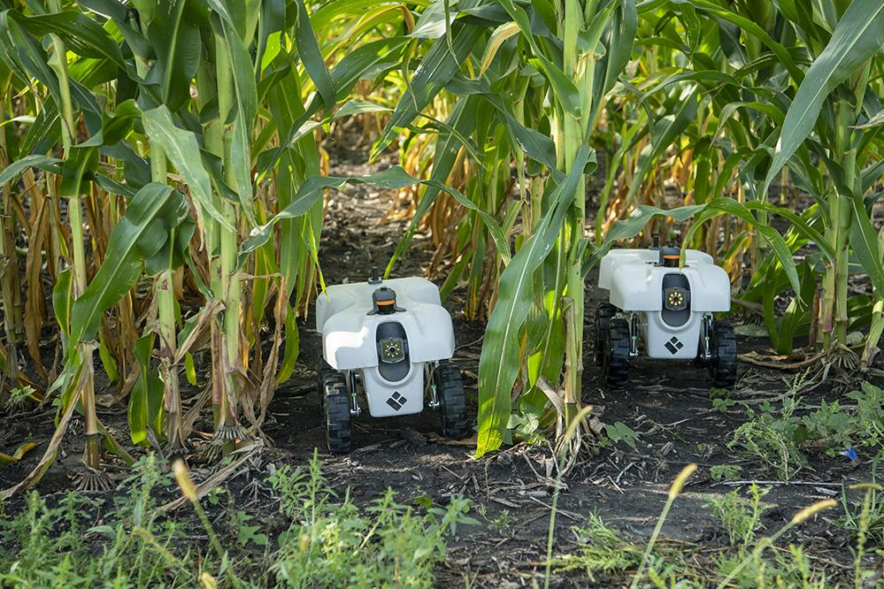 Agricultural robots monitoring crops in maize field